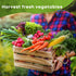 13,500+ 25 Vegetable Fruit Seeds - Grow Your Own Garden Feast - Veggie Fruit Heirloom Varieties- Mega Seed Starter Kit