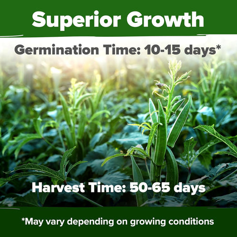 202+ HOME GROWN Clemson Spineless Okra Seeds Heirloom Non-GMO Seeds for Planting, High Germination, Prolific Heat