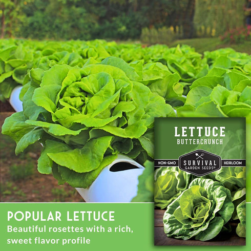 (1 Pack) Buttercrunch Lettuce Seeds for Planting - Crisp Bibb Butter Lettuce Seeds for Gardens, Heat Tolerant High