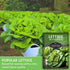 (1 Pack) Buttercrunch Lettuce Seeds for Planting - Crisp Bibb Butter Lettuce Seeds for Gardens, Heat Tolerant High