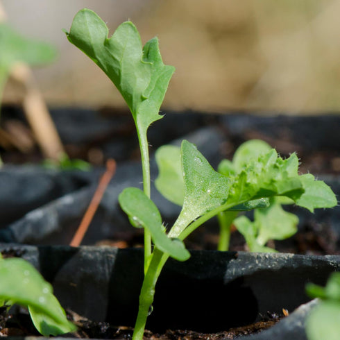 (5 Packs) Seed Needs Kale Seeds for Planting Vates Blue Scotch Curled Kale Vegetables - Non-GMO Heirloom & Untreated