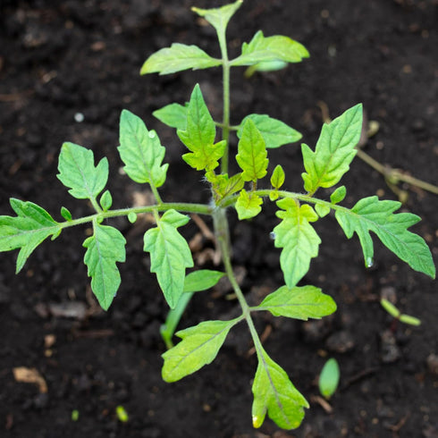(1 Pack) Seed Needs Tomato Seeds for Planting Indeterminate True Beefsteak Tomatoes - Non-GMO Heirloom & Untreated