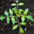 (1 Pack) Seed Needs Tomato Seeds for Planting Indeterminate True Beefsteak Tomatoes - Non-GMO Heirloom & Untreated