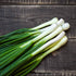 Generic 1000 Tokyo Long White Bunching Onion Seeds for Planting Short Day Heirloom
