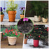 12PCS Plant Pot Feet for Outdoor Planters, Invisible Flower Pot Risers Toes,Indoor Secure Compressive Environmental