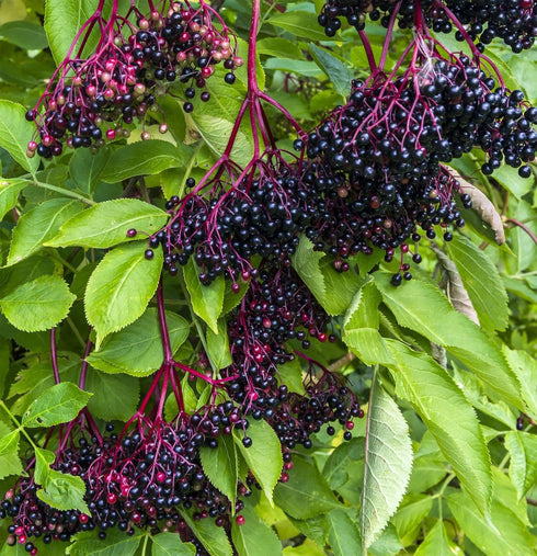 200+Elderberry Fruit Seeds - No GMO Heirloom Black Elderberry Seeds for Planting Outdoor