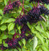 200+Elderberry Fruit Seeds - No GMO Heirloom Black Elderberry Seeds for Planting Outdoor