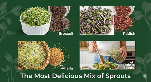(1/4 Todd's Seeds Sprouting Seed Mix; Broccoli, Radish, Alfalfa, Non-GMO, Chemical Free, High Germination Pound)