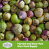 (3 Packs) Purple Tomatillo Seeds for Planting - Heirloom Mexican Husk Tomato, High Yield Non-GMO Open Pollinated
