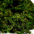 BYHER Artificial Moss, Fake Green Grass for Centerpieces, Home Kitchen Garden Decor (8OZ, Fresh)