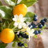 Valery Madelyn 6 Packs Spring Summer Picks with Lemons, Blueberry, Eucalyptus Leaves, Artificial Fruit Lemon Branches