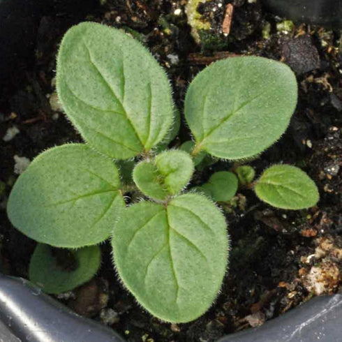 (1 Pack) Seed Needs Oregano Seeds for Planting Italian Herbs - Non-GMO Heirloom & Untreated Culinary Herb Seed - Grow