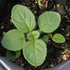 (1 Pack) Seed Needs Oregano Seeds for Planting Italian Herbs - Non-GMO Heirloom & Untreated Culinary Herb Seed - Grow