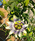 4 Inch Passion Fruit Plant - Live Plant in a Growers Pot - Edible Fruit Bearing Vine for The Patio and Garden