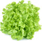 1000+ Oakleaf Lettuce Seeds - Heirloom Non-GMO USA Grown - Leaf Lettuce