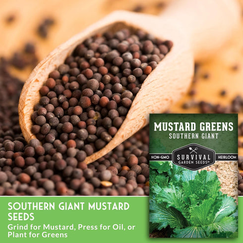 (1 Pack) Southern Giant Mustard Green Seeds for Planting Heirloom Non-GMO Spicy Greens, Heat Tolerant and Slow to Bolt