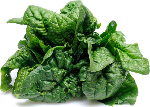 500 Bloomsdale Spinach Seeds - Heirloom Non-GMO USA Grown - for Use