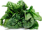 500 Bloomsdale Spinach Seeds - Heirloom Non-GMO USA Grown - for Use