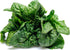 500 Bloomsdale Spinach Seeds - Heirloom Non-GMO USA Grown - for Use
