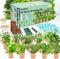 EquSym 10 Herb Window Garden Kit Indoor - Herb Seeds for Indoor &