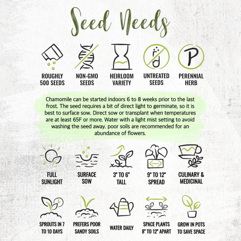(1 Pack) Seed Needs Roman Chamomile Seeds for Planting - Non-GMO, Heirloom & Untreated - Grow a Home Grown Medicinal