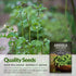 5 Packs Survival Garden Seeds - Arugula Seeds for Planting - with Instructions to Grow Garden Rocket Green Leafy