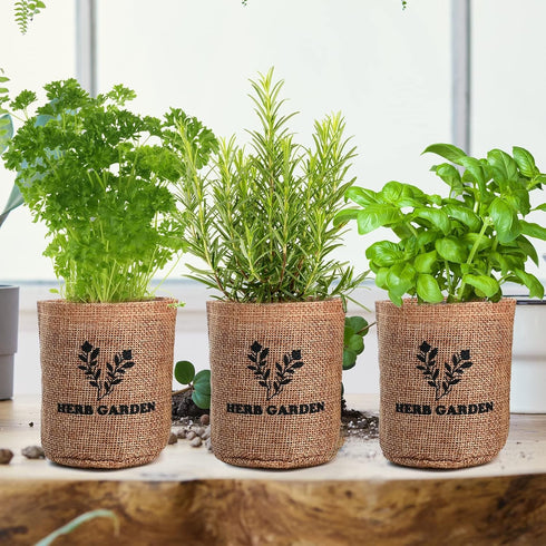 5 Meekear Herb Seeds Garden Starter Kit with Complete Planting Kit & Wooden Flower Box, Growing into Basil, Parsley
