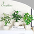 ChopiLine 9.1 Artificial Plants Stems with Vase, Fake Plants for Home Decor, Coffee Table Centerpieces, Office
