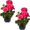Live Flowering Zonal Geraniums - Salmon (2 Plants Per Pack), Beautiful Spring/Summer