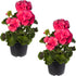 Live Flowering Zonal Geraniums - Salmon (2 Plants Per Pack), Beautiful Spring/Summer