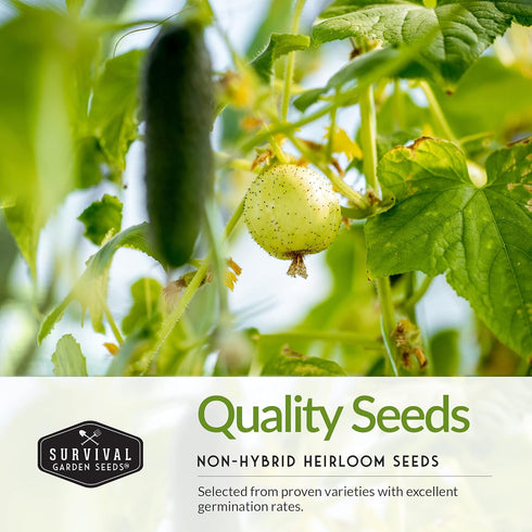 Packets Survival Garden Seeds Cucumber Collection - Mix of Armenian, Beit Alpha, Lemon, National Pickling