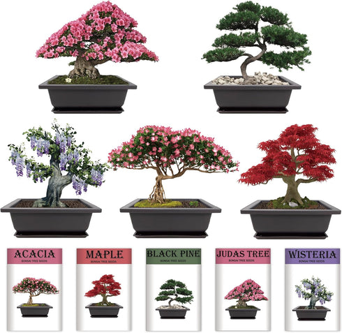 5 Indoor Bonsai Garden Starter Kit, Seeds Growing into Red Maple, Wisteria, Black Pine, Judas Tree, Acacia, Including