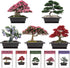 5 Indoor Bonsai Garden Starter Kit, Seeds Growing into Red Maple, Wisteria, Black Pine, Judas Tree, Acacia, Including