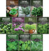 Indoor Herb Seeds Variety Pack | 10 Herbs for Planting Basil, Mint,
