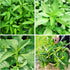 3000+Egyptian Spinach Seeds for Planting Outdoors Non GMO Organic Heirloom High Germination
