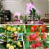 18W Plants,12-59 Inches 4H/8H/12H, 4 Dimmable BESTVA Grow Lights for Indoor Plants with Stand, Full Spectrum LED Plant
