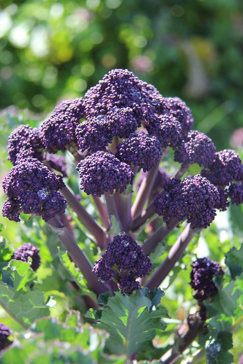 500+ Packet, 85% Purple Sprouting Broccoli Seeds, Heirloom Seeds Per (Isla's Garden Seeds), Non GMO Seeds, Botanical