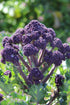500+ Packet, 85% Purple Sprouting Broccoli Seeds, Heirloom Seeds Per (Isla's Garden Seeds), Non GMO Seeds, Botanical