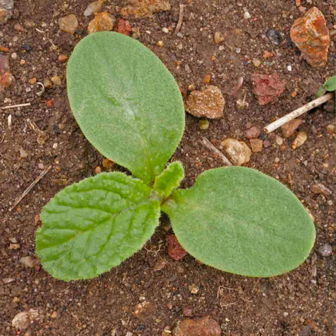 (1 Pack) Seed Needs Borage Seeds for Planting Blue Star Flowers - Heirloom Non-GMO & Untreated - Plant a Home Grown