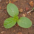 (1 Pack) Seed Needs Borage Seeds for Planting Blue Star Flowers - Heirloom Non-GMO & Untreated - Plant a Home Grown