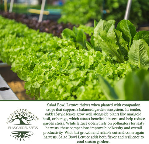 1000+ Salad Bowl Lettuce Seeds (Lactuca Sativa) Non-GMO Heirloom Seeds by Islas Garden Seeds, Tender Oakleaf Variety
