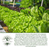 1000+ Salad Bowl Lettuce Seeds (Lactuca Sativa) Non-GMO Heirloom Seeds by Islas Garden Seeds, Tender Oakleaf Variety