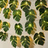 20LED Greenery,Summer RECUTMS Monstera Leaf String Lights, Tropical Artificial Rattan Palm Leaves Wall Hanging Vine