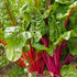 2000 Outsidepride Red Swiss Chard Seeds for Planting Vegetables & Microgreens - Pcs Vibrant, Tasty & Highly Nutritious