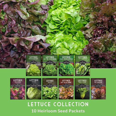 10 Lettuce Seeds for Planting | Heirloom Lettuces Buttercrunch, Romaine, Iceberg, Oakleaf, Simpson, Salad Bowl, Lolla
