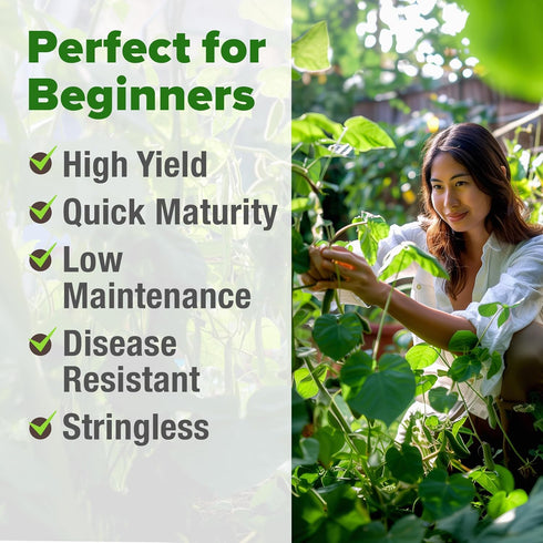 56+ HOME GROWN Contender Bush Bean Seeds Heirloom Non-GMO, High Germination, Stringless Green Beans for Planting, Early