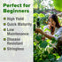 56+ HOME GROWN Contender Bush Bean Seeds Heirloom Non-GMO, High Germination, Stringless Green Beans for Planting, Early