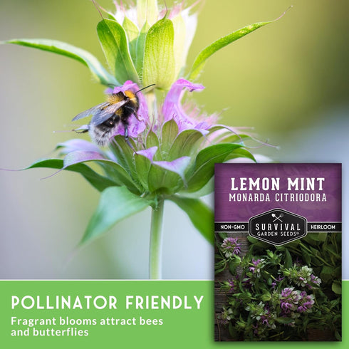(1 Pack) Lemon Mint Seeds for Planting (Monarda Citriodora) | Lemon Bee Balm/Horse Mint Medicinal Herb & Tea Garden