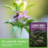 (1 Pack) Lemon Mint Seeds for Planting (Monarda Citriodora) | Lemon Bee Balm/Horse Mint Medicinal Herb & Tea Garden