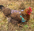 HOUGXD Chicken Saddles for Hens with Detachable Wings, Adjustable Hen Apron Back Protector for Feather Recovery
